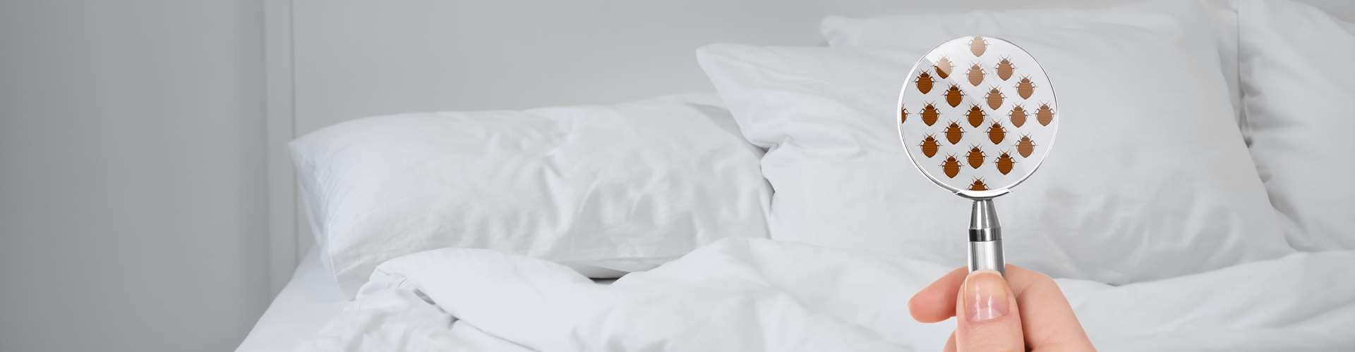 Jpmchale Bedbugs 2X