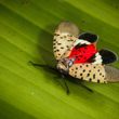 AUGUST 28 PIC The Ugly Truth About Beautiful Spotted Lanternfly